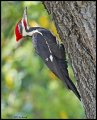 _3SB8541 pileated woodpecker